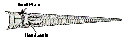 Most oviparous, some viviparous, internal fertilization with structures like hemipenes(in snakes and lizards) to inseminate