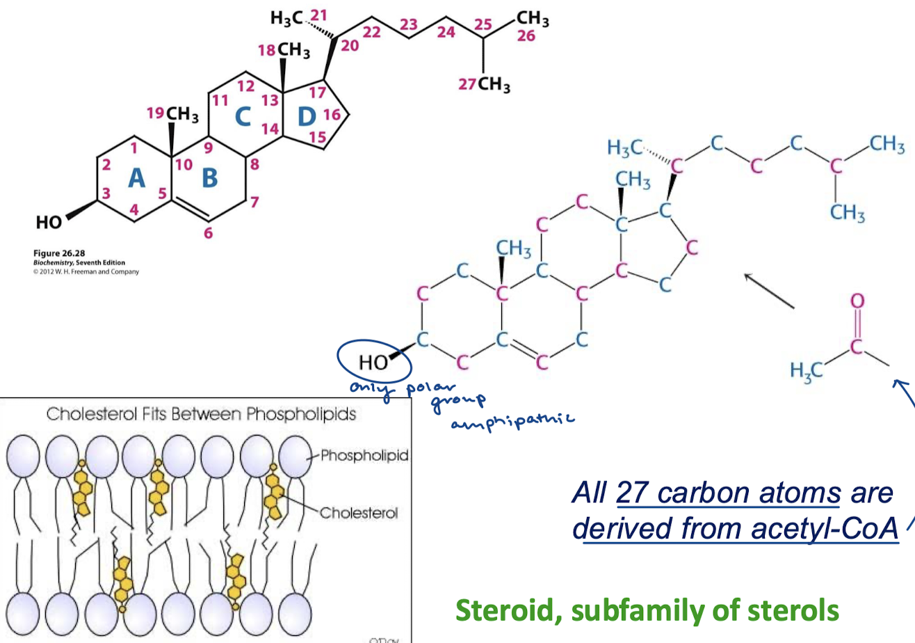 <p>27 carbon molecule with all carbon atoms deriving from acetyl-CoA. A hydroxyl head group is the only polar group, making cholesterol amphipathic. Cholesterol is a steroid, a subfamily of sterols.</p>