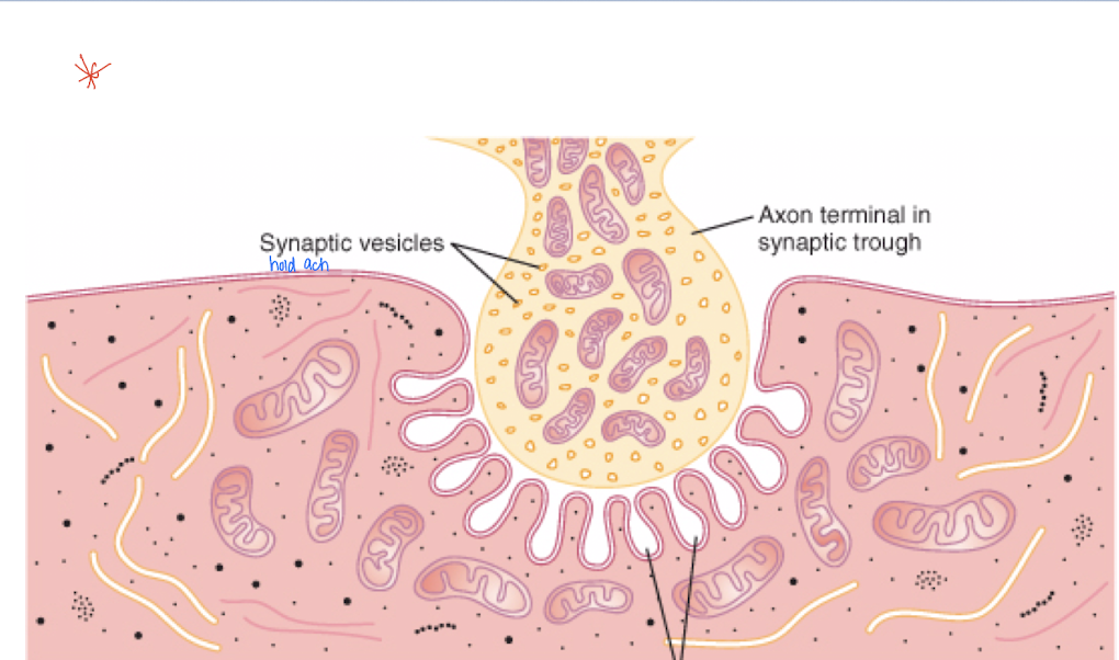 <p>Space between the nerve terminal and fiber membrane.</p>