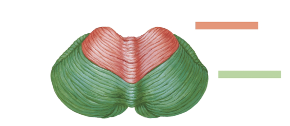 <p>What are the parallel ridges of <strong>cerebellum</strong>? <br>*<em>analogous to gyrus of cerebrum</em></p>