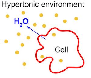 <p>has a higher concentration of solute.</p>