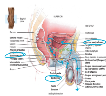 <ul><li><p>located at the posterior, superior and lateral border of the testis</p></li><li><p>sperm mature here </p></li><li><p>during ejaculation the sperm move into the vas deferens</p></li></ul><p></p>