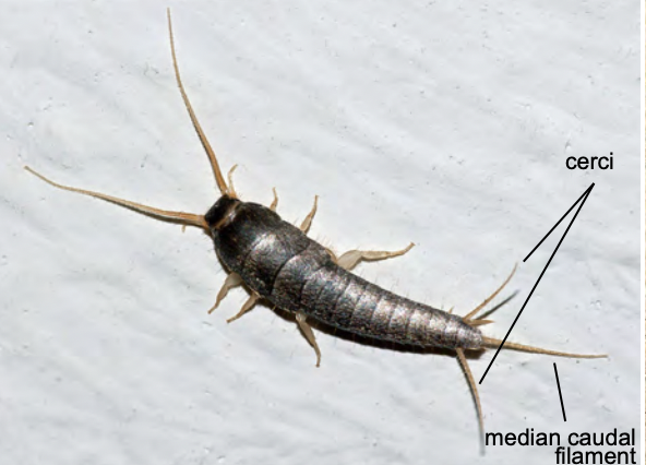 <p><u>SIlverfish</u></p><ul><li><p>ametabolous</p></li><li><p>Morpho:</p><ul><li><p>dorsoventrally flattened</p></li><li><p>nonarch thorax</p></li><li><p>scales</p></li><li><p>filamentous cerci</p></li></ul></li><li><p>found in buildings, under rocks, leaf litter</p></li><li><p>preserve in alcohol</p></li></ul><p></p>