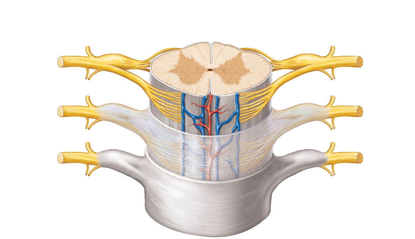 Anterior horn