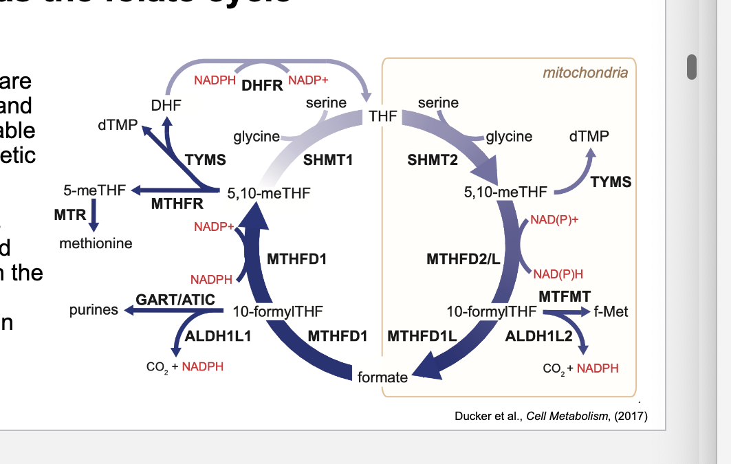<p>the processing of modifying THF = folate cycle</p><ul><li><p>1C units are loaded onto THF and converted into usable forms for biosynthetic processes</p></li><li><p>folate cycle is <u>compartmentalized</u> and occurs in both the <u>cytoplasm</u> and <u>mitochondria</u> within cells</p></li></ul><p></p>