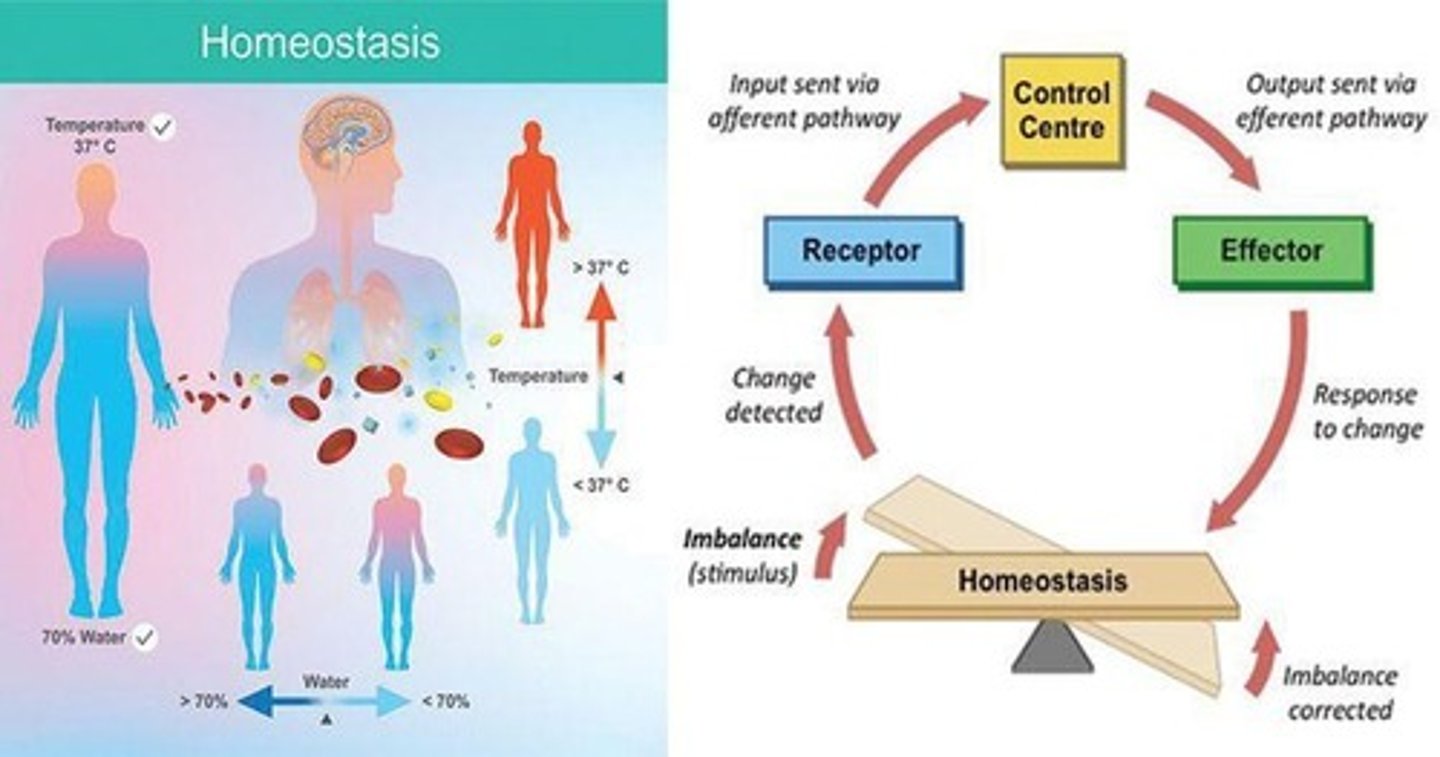 <p>It is the main visceral control and regulating center, controlling the autonomic nervous system and various bodily functions.</p>