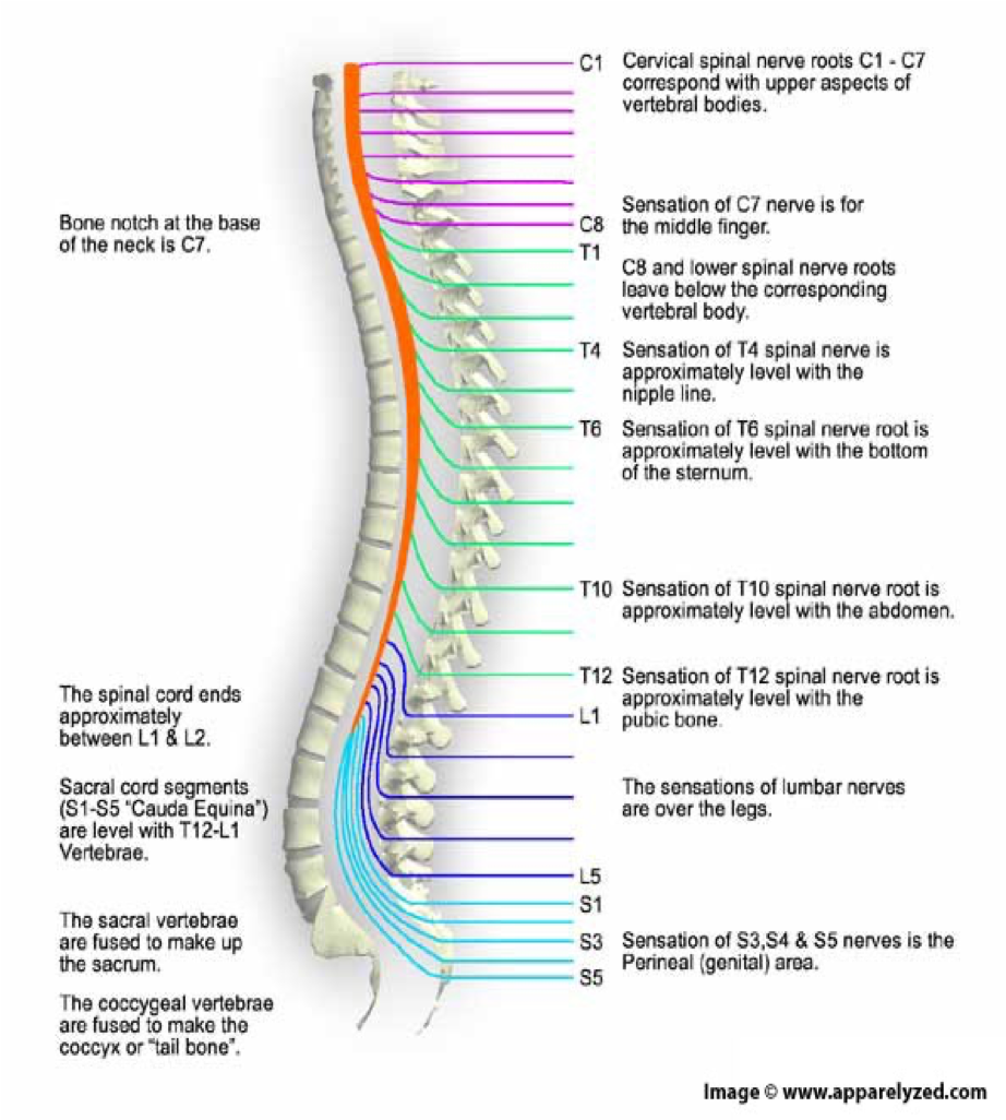 <p><span>1 pair of coccygeal nerves&nbsp;</span></p>