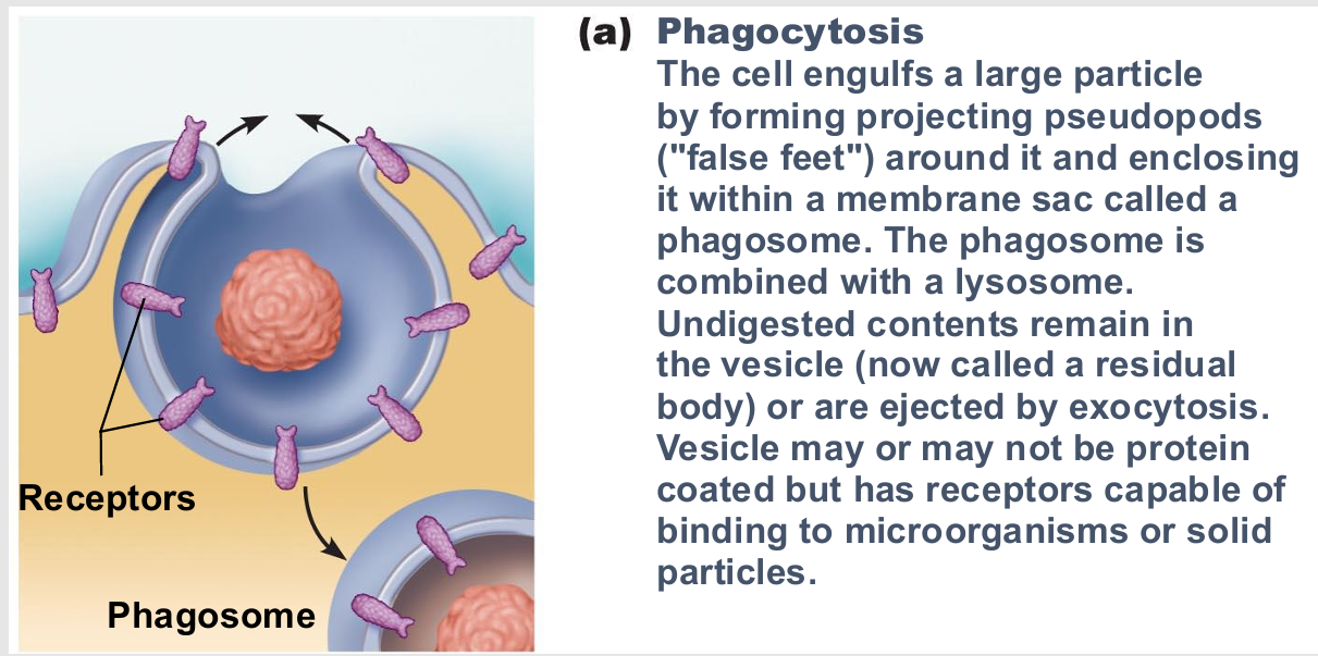 <ul><li><p>type of endocytosis</p></li><li><p>cell eating</p></li><li><p>Pseudopods engulf solids and bring them into cell's interior</p></li><li><p>Form vesicle called phagosome</p></li><li><p>Used by macrophages and some white blood cells</p><ul><li><p>Move by amoeboid motion</p><ul><li><p>Cytoplasm flows into temporary extensions</p></li><li><p>Allows creeping </p></li></ul></li></ul></li></ul><p></p>