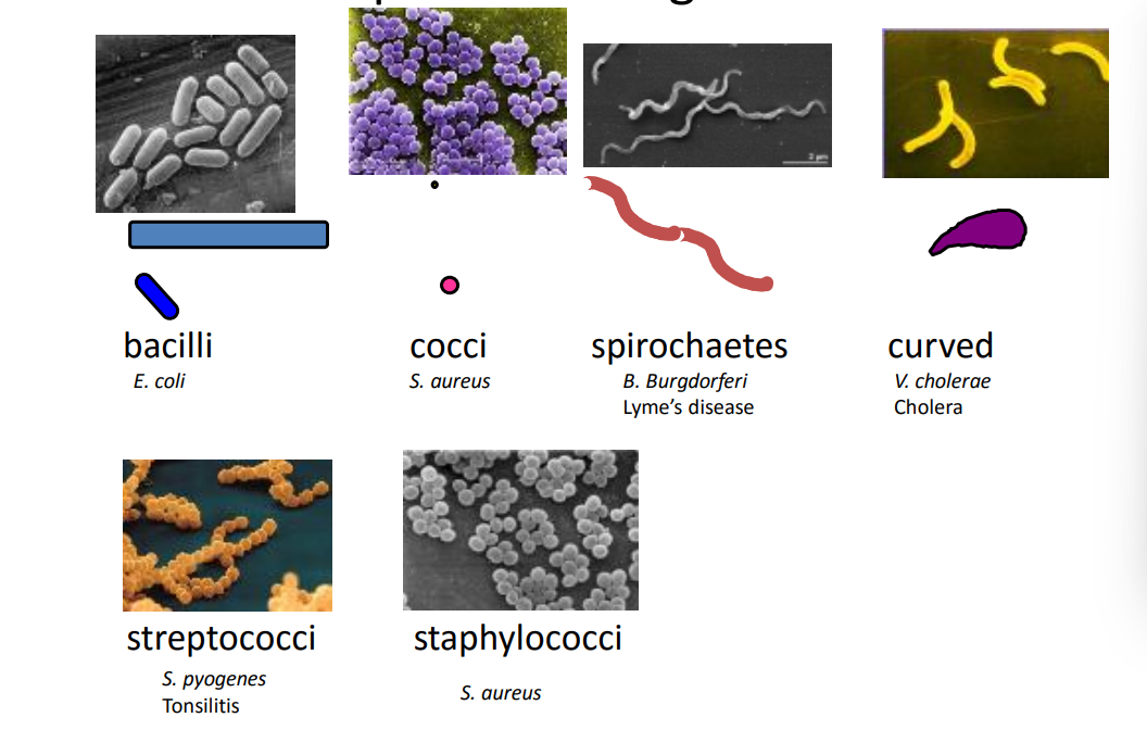<p>arrangement - streptococci (lines) vs staphylococci (clusters)</p>