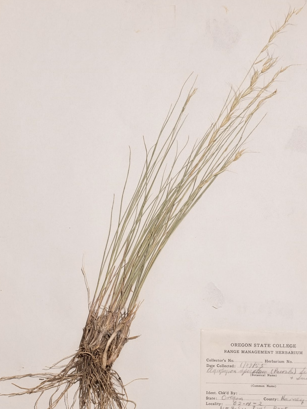 <p>What is this plant’s scientific name?</p>