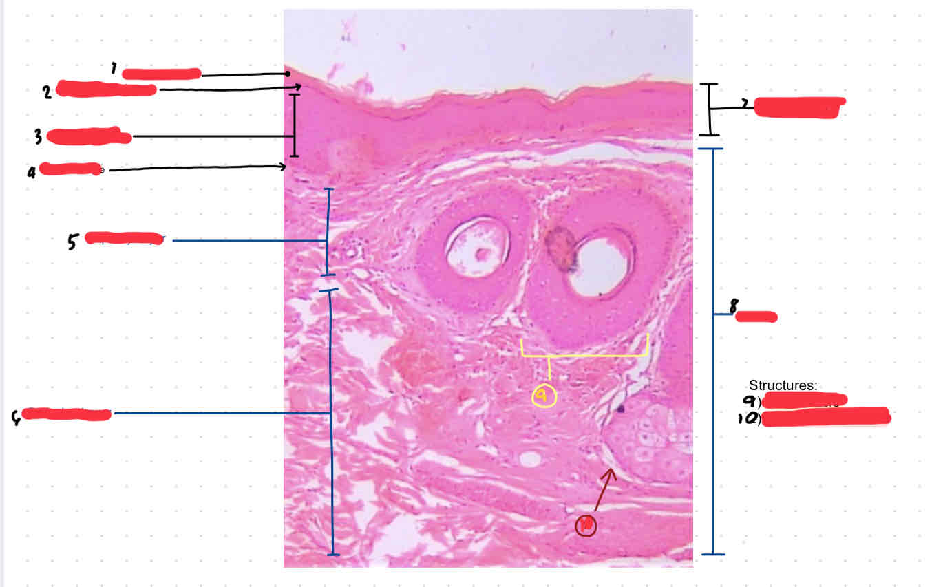 knowt flashcard image