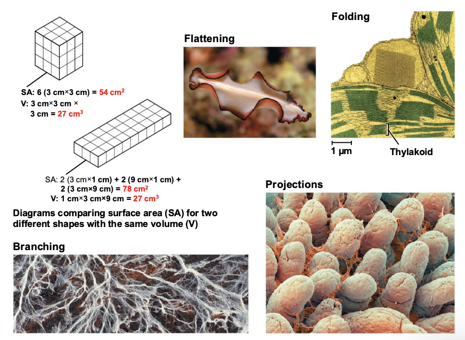 <p>Flattening, Folding, Branching, Projections</p>