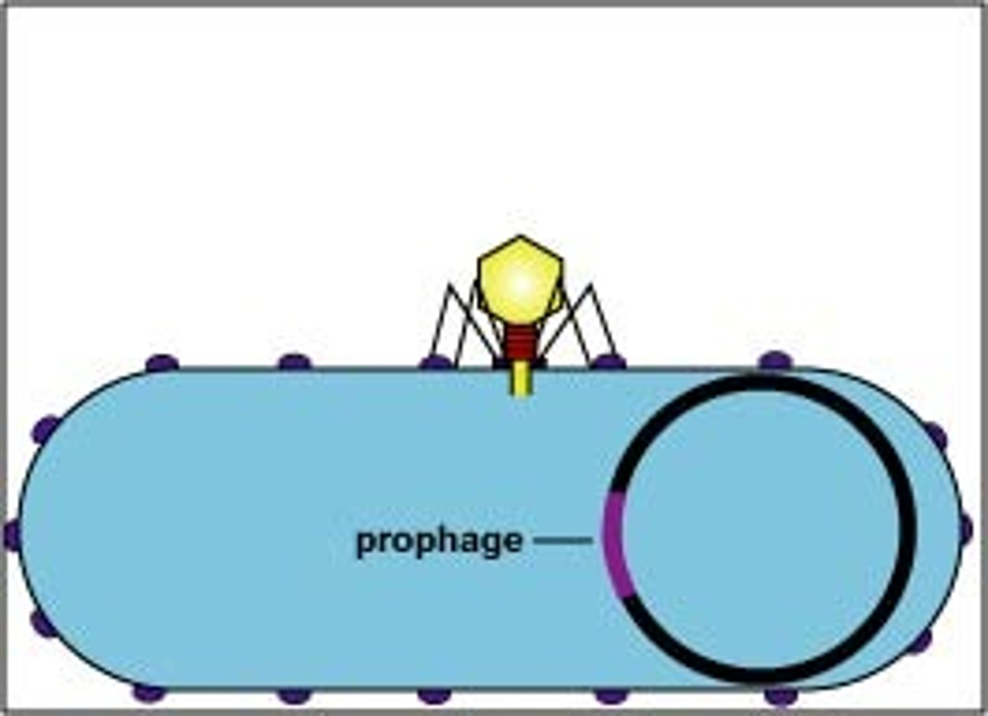 <p>prophage</p><p>(Note: not an episome!)</p>