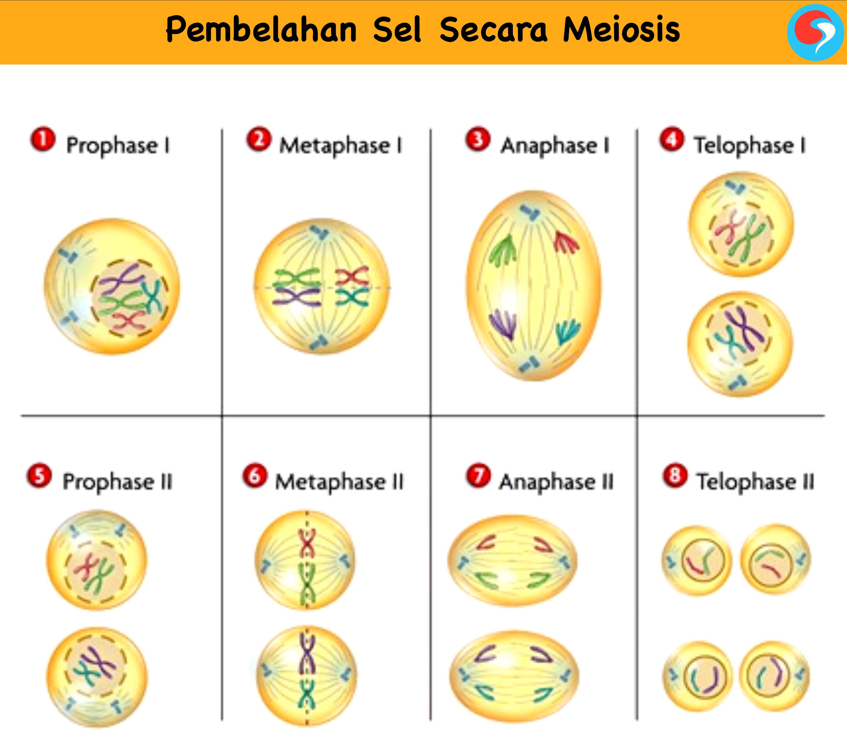 <p>Meiosis adalah proses pembelahan sel yang menghasilkan <strong>empat sel anak </strong>yang memiliki <strong>setengah jumlah kromosom dari sel induk</strong>.</p>