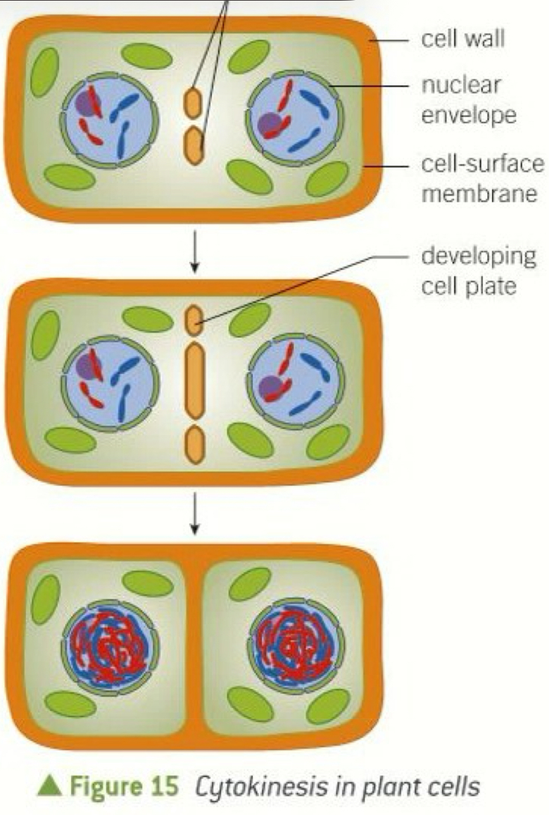 <ul><li><p>Cell plate forms at the site of the metaphase plate </p><ul><li><p>Vesicles from the Golgi apparatus begin to assemble in the same place as where the metaphase plate was formed </p></li><li><p>Vesicles fuse with each other and with the cell surface membrane, dividing the cell into 2 </p></li></ul></li><li><p>New cell walls are produced in sections along the cell plate </p></li><li><p>Separates the new daughter cells </p></li></ul><p></p>