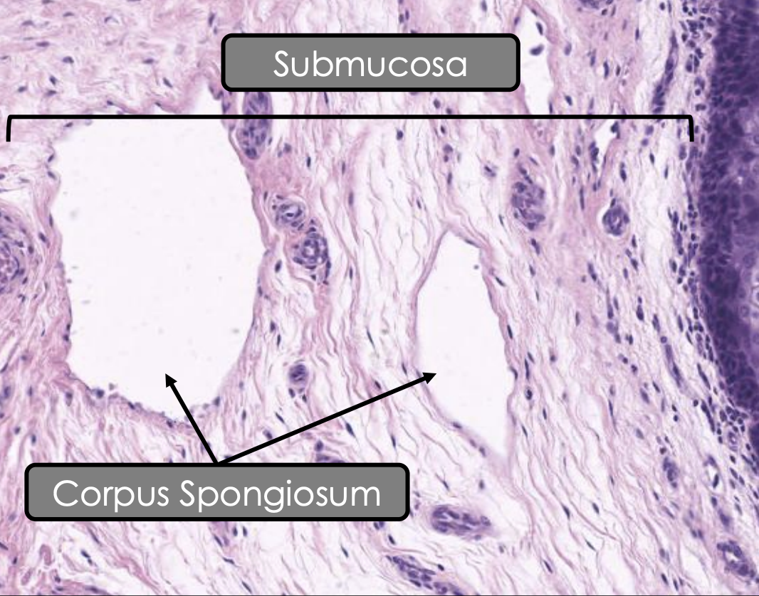 <p><span style="color: red;"><strong>Corpus spongiosum</strong></span></p>