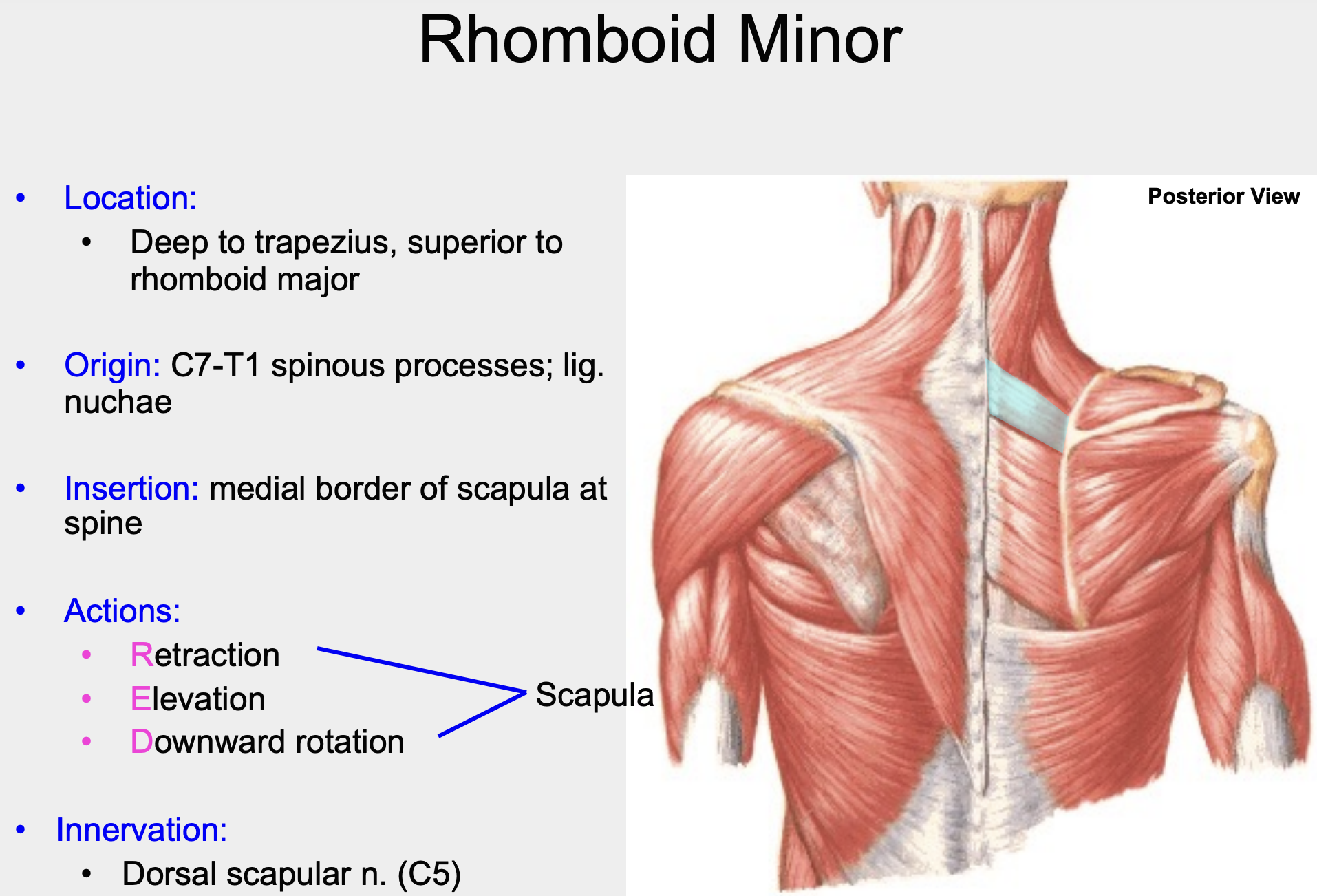 medial border of scapula at spine