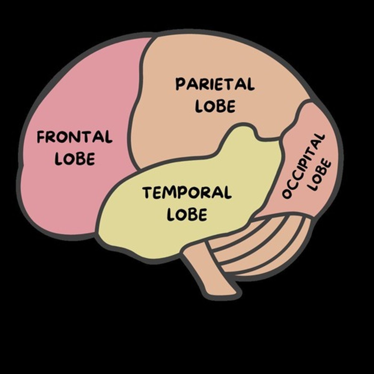 <p>The four main regions or sections into which the cerebral cortex is divided.</p>