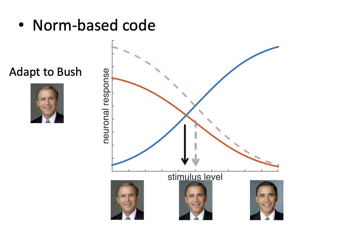 <p>Describe what happens if you adapt to Bush in this illusion </p>