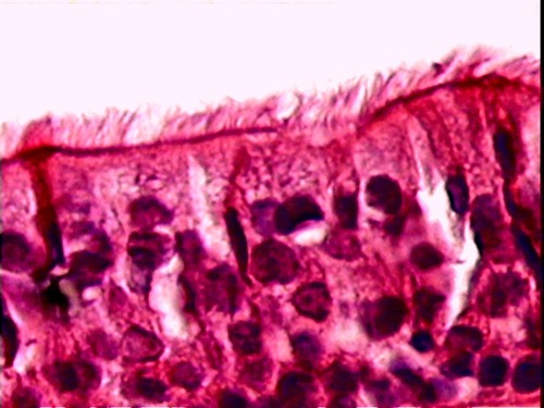 <p>Name the tissue</p>