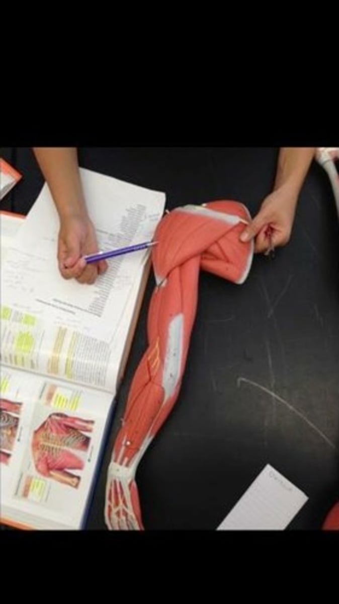 knowt flashcard image