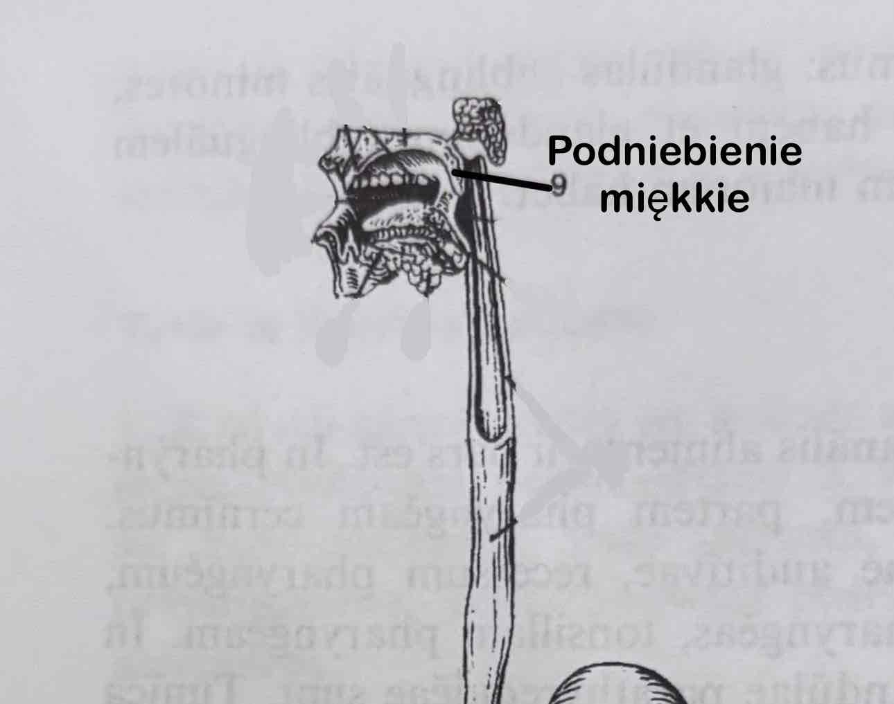 <p>Palatum molle</p>