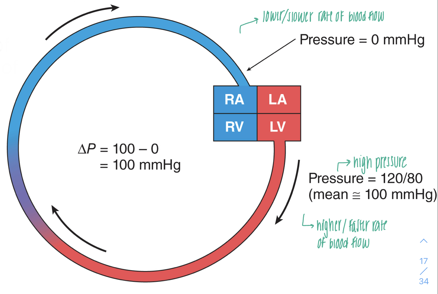 <ul><li><p>blood flows from a region of higher pressure (arteries) to a region of lower pressure (veins); pressure gradient pushing blood forward</p></li><li><p>the rate of blood flow is proportional to the difference in pressure</p></li></ul>
