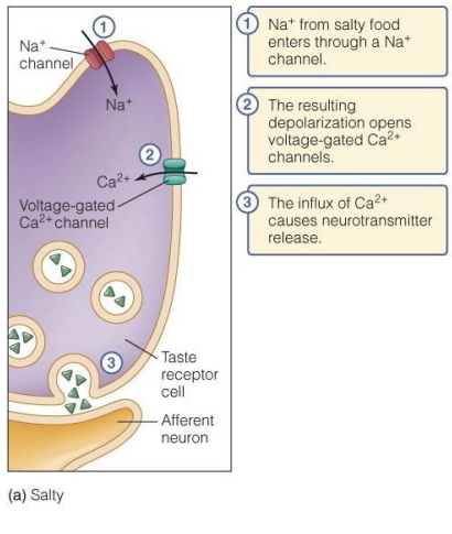 <ol><li><p>Na+ from salty food enters through a Na+ channel</p></li><li><p>Resulting depolarization opens voltage-gated Ca2+ channels</p></li><li><p>Influx of Ca2+ causes neurotransmitter release</p></li></ol><p></p>