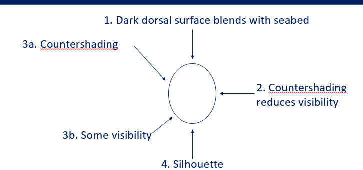 <p>Laterally compressed</p>