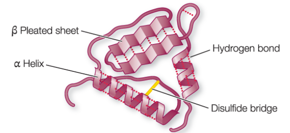 <ul><li><p>polypeptide chain is bent and folded; results in the definitive <mark data-color="yellow" style="background-color: yellow; color: inherit;">3d </mark>shape</p></li><li><p>structure is determined by the interactions between R groups</p><ul><li><p>covalent disulfide bridges between cysteines</p></li><li><p>ionic bonds between charged side chains</p></li><li><p>hydrogen bonds between side chains</p></li><li><p>van der waals interactions between hydrophobic side chains</p></li></ul></li><li><p>functional groups on a protein’s exposed outer surface can interact with other molecules</p></li></ul><p></p>