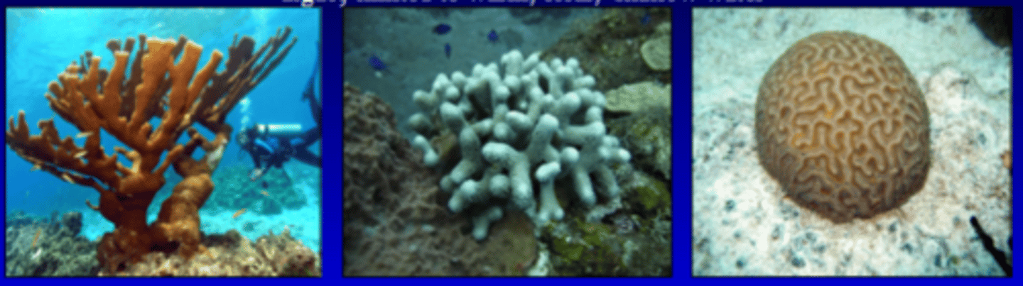 <p>- reef builders (hermatypic)</p><p>- produce hard CaCO3 skeleton</p><p>- rely on symbiotic algae</p><p>- limited to warm, clear shallow water</p>