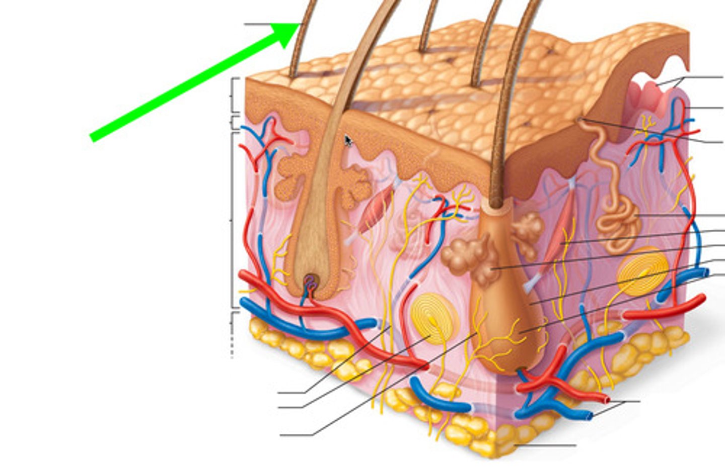 <p>the portion of hair that projects above the epidermis.</p>