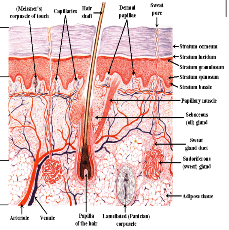 <p>stratum corneum</p><p>stratum lucidum</p><p>stratum granulosum</p><p>stratum spinosum</p><p>stratum basale</p>