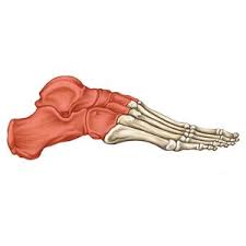 <p>What are the ankle bones?</p>