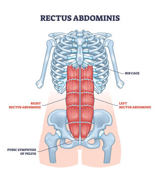 <p>Rectus abdominis</p>