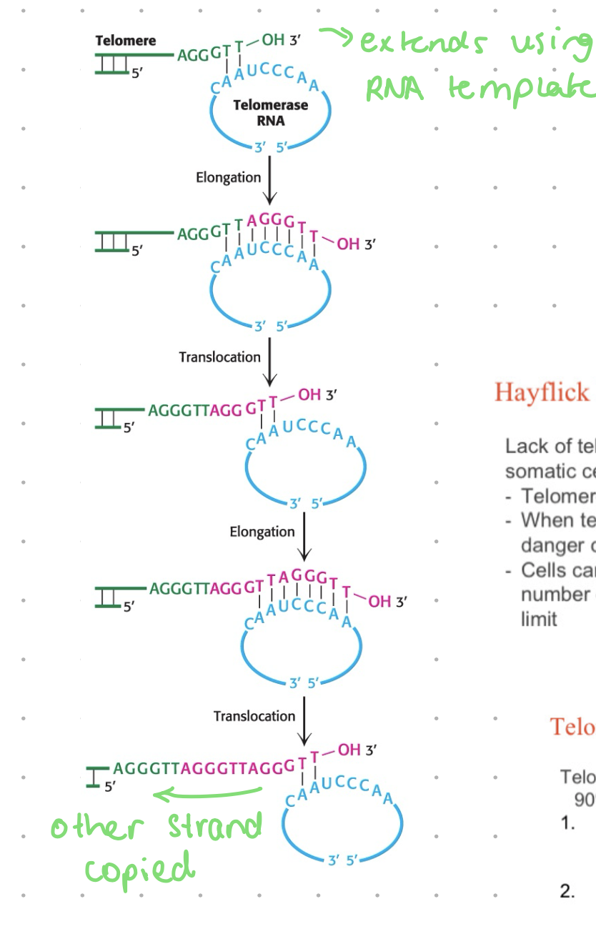 <p>recognises overhand and synthesizes complementary strand</p><ul><li><p>low activity in somatic cells</p></li><li><p>high activity in germ line cells  zygote starts with full length telomeres</p></li><li><p>high activity in highly proliferative stem cells</p></li></ul><p></p><p><span>Telomerase, on the other hand, is <strong>the enzyme responsible for adding telomeres to the ends of the chromosome</strong>. Telomerase has a single-stranded RNA segment, which serves as a template for a single-stranded DNA. These single-stranded DNA fragments are repeated and added to the 3-prime end of the chromosome.</span></p><p></p>