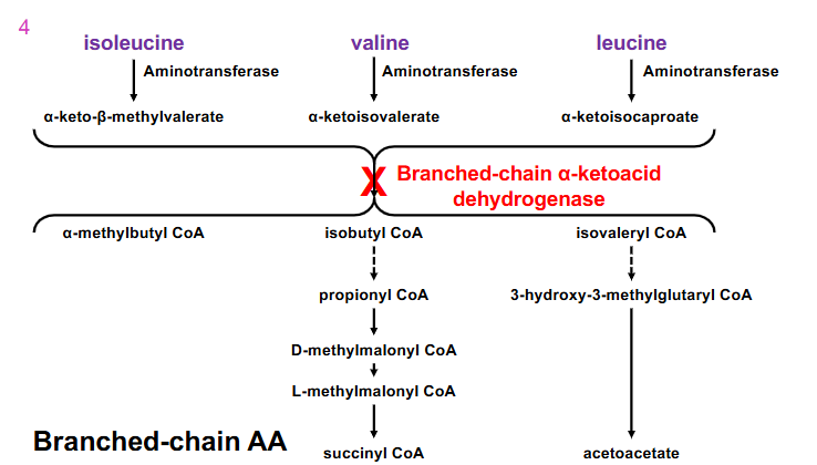 <p>- From early infancy, symptoms include poor feeding, vomiting, dehydration, lethargy, hypotonia, seizures, hypoglycaemia, ketoacidosis, pancreatitis, coma and neurological decline</p><p>- branched-chain alpha-ketoacid dehydrogenase is the enzymes thats defective in this disease</p><p>.</p><p>- liver does not have the enzymes to process branched chain amino acids and the liver cannot use ketone bodies as fuel source</p><p>-</p>