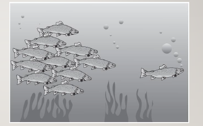 <p>they had US and chinese students describe the behavior of these fish and found that americans would say the fish on the right is leading the others (individualism) but the chinese students would say the group of fish is chasing the one on the right (collectivism)</p>