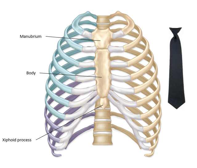 <p>-initially composed of hyaline cartilage, ossifies by age 40</p><p>-attachment point for the abdominal muscles</p><p>-part of sternum</p>