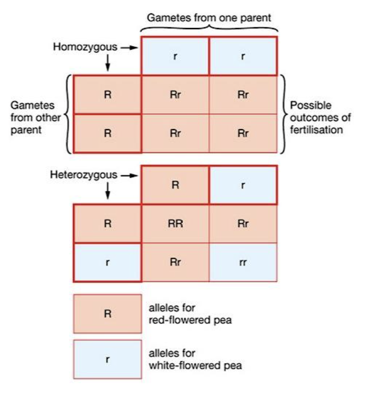 <ul><li><p><span style="font-family: &quot;Proxima Nova&quot;, sans-serif">The top row = possible gametes produced by one of the parents</span></p></li><li><p><span style="font-family: &quot;Proxima Nova&quot;, sans-serif">The side column = possible gametes produced by the other parent</span></p></li><li><p><span style="font-family: &quot;Proxima Nova&quot;, sans-serif">In each square is a possible outcome of fertilisation.</span></p></li></ul><p></p>