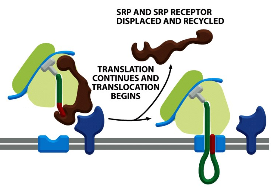 <ul><li><p>once the&nbsp;SRP–RNC complex docks onto the SRP receptor on the ER membrane,&nbsp; SRP and SRP receptor are dissociated, releasing the ribosome to transfer to the translocon</p></li><li><p>translation resumes, and the nascent polypeptide is threaded into the ER lumen thru the translocon channel</p></li><li><p>this sequence of events is crucial to prevent protein misfolding/aggregation/activation in the cytosol</p></li><li><p>dissociation is regulated by GTP</p></li></ul><p></p>
