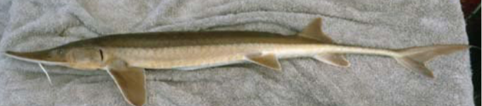 <p>What fish is this and how do you know</p>