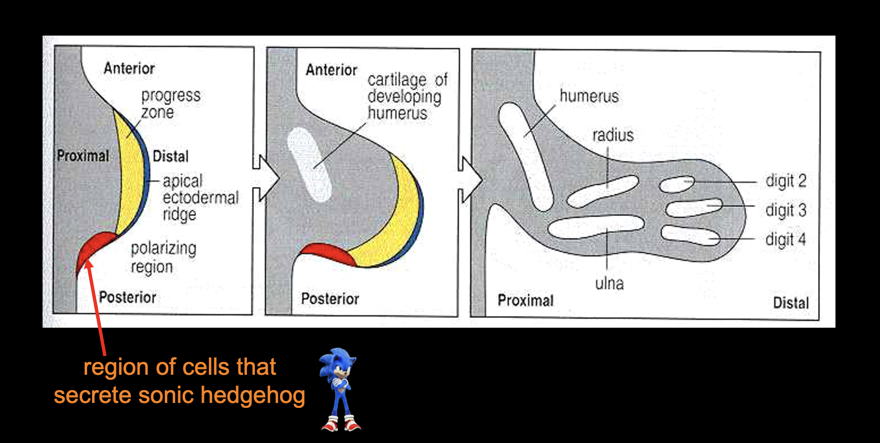 <p>Yes, <span>posterior vs anterior (shh)</span><br><span>dorsal vs ventral (wnt7a)</span></p>