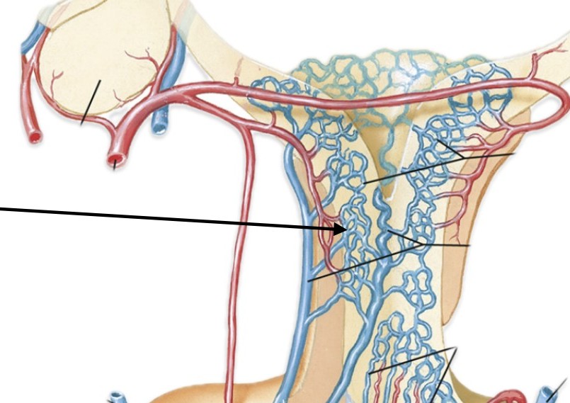<p>Which part of the hypophyseal portal system:</p><ul><li><p>In the upper infundibulum & hypothalamus</p></li></ul><p></p>