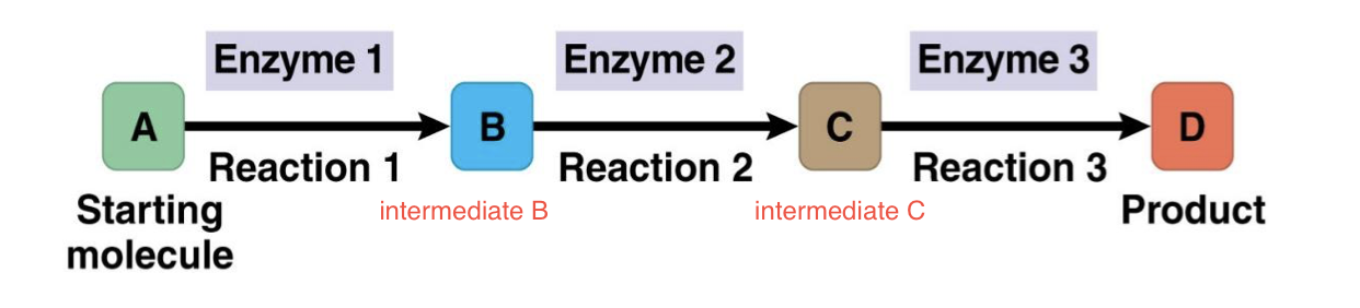 <p>The chemical reactions from a <span>starting material </span>to an <span>ending </span>material</p><p class="p1">Each step catalyzed by a different <span>enzyme</span></p>