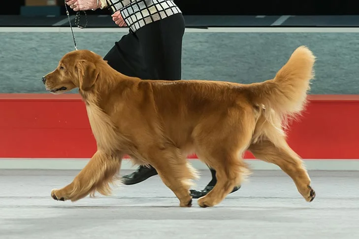 what dog breed is this 