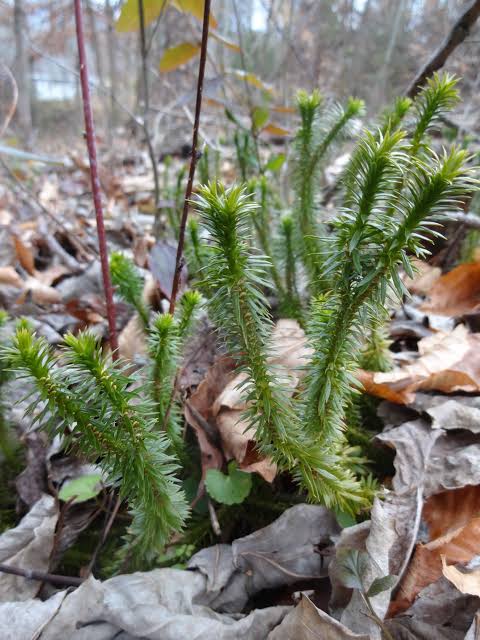 <p>Lycophytes are ____ even with vascular tissue</p>