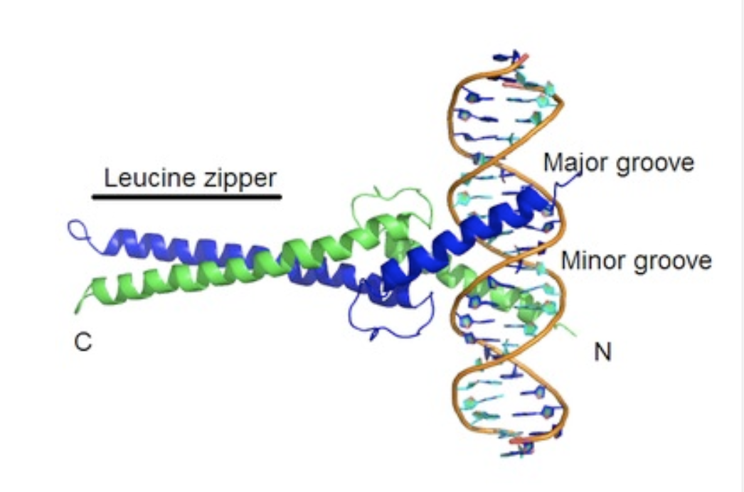 <p>an alpha helix of a protein</p><ul><li><p>so regulatory proteins/transciption factors can bind here to recognize the pattern of nucleobases</p></li></ul><p></p>