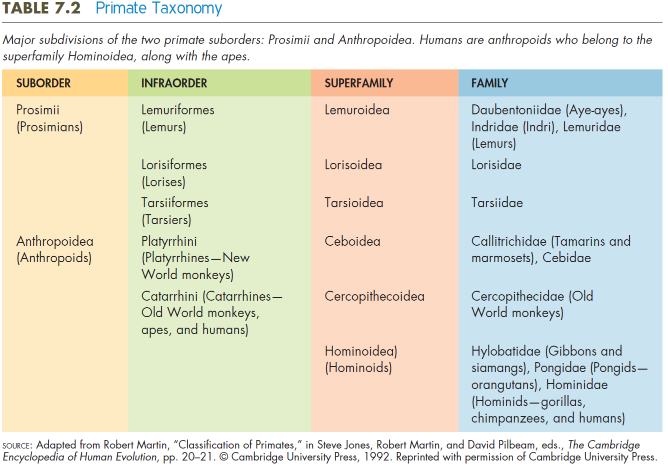 <p>The primate order consists of two suborders: </p><p>1. Prosimians</p><p>2. Anthropoids</p>