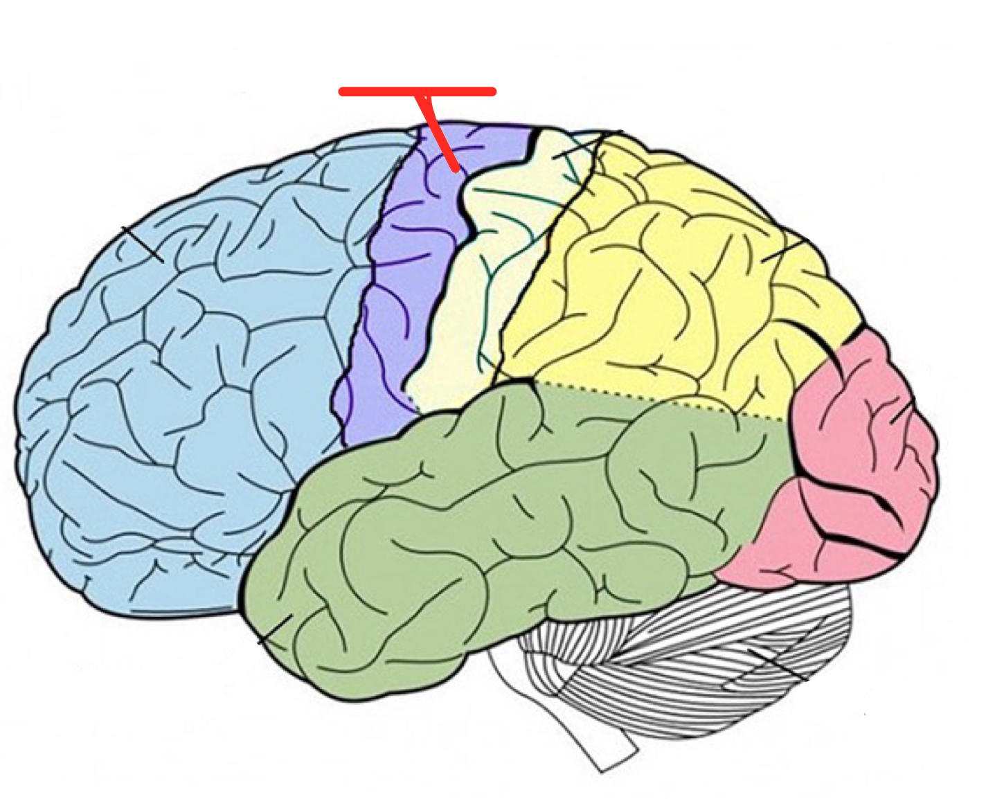 <p>Part of frontal lobe responsible for body movement</p>